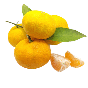 Trogirska mandarina
